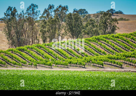 View of vineyard rows among the rolling hills in the Santa Ynez Valley in Central California near Los Olivos. Stock Photo