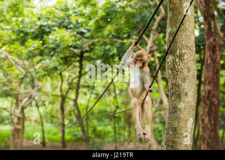 Monkey on wire in tropical forest in Hainan, China Stock Photo