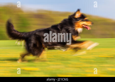 picture of a running Australian Shepherd in motion blur Stock Photo