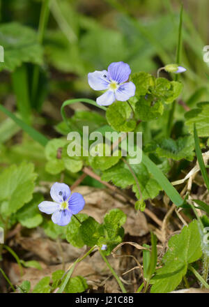 Common Field Speedwell - Veronica persica Common Weed of Cultivation Stock Photo