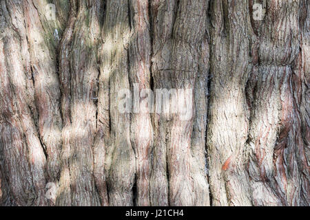 detail of a large tree trunk in Bath England, UK Stock Photo