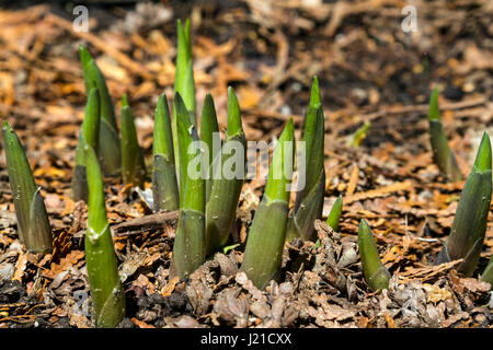 A Hostas plant pushing up through the ground in spring. Stock Photo