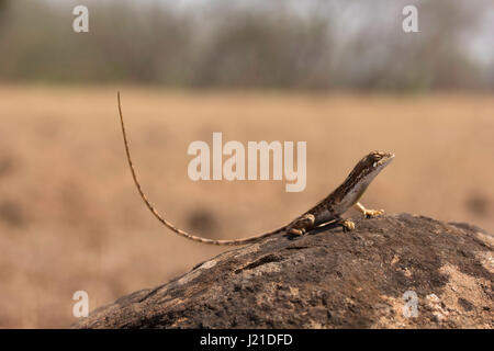 Fan-throated lizard, Sitana laticeps , Kolhapur , INDIA. Species of genus Sitana collectively known as fan-throated lizards are recognized for their c Stock Photo