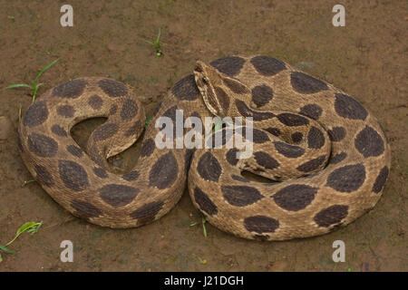 Russell's viper , Daboia russelii , Aarey Milk Colony , INDIA. Russell's viper is a species of venomous snake in the family Viperidae. It is distribut Stock Photo