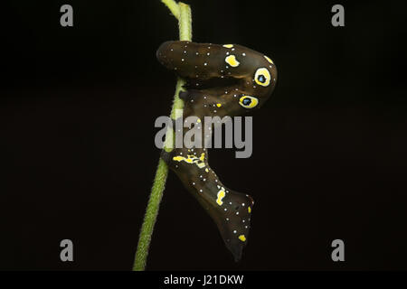 Looper Moth caterpillar , Aarey Milk Colony , INDIA. The looper moths predominantly fall under superfamily Geometroidea. The moths acquire their name  Stock Photo