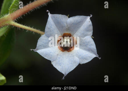 Flower, Unidentified , Aarey Milk Colony , INDIA. Stock Photo