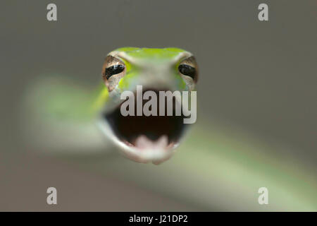 Green vine snake , Ahaetulla nasuta , Aarey Milk Colony , INDIA. The green vine snake is diurnal and mildly venomous. The reptile normally feeds on fr Stock Photo