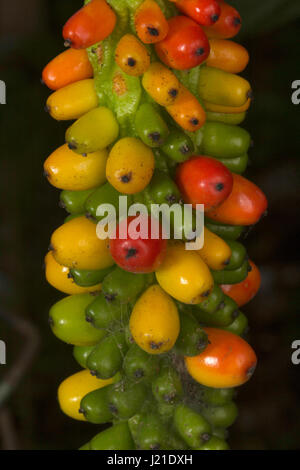 Fruiting plant, Unidentified , Aarey Milk Colony , INDIA. Stock Photo