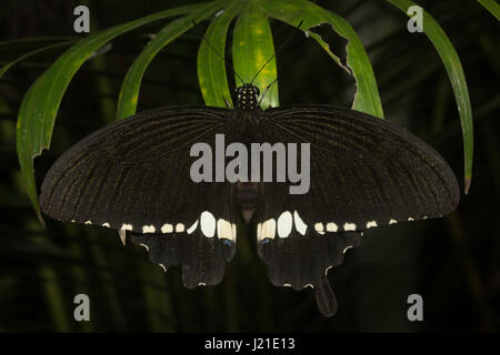Mormon butterfly, Papilio polytes , Aarey Milk Colony , INDIA. Stock Photo