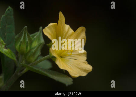 Flower, Aarey Milk Colony , INDIA. Stock Photo