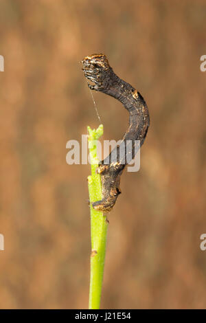 Looper Moth caterpillar , Aarey Milk Colony , INDIA. The looper moths predominantly fall under superfamily Geometroidea. Stock Photo