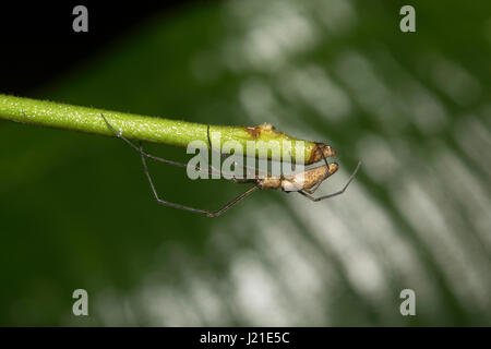 Long leg spider , Aarey Milk Colony , INDIA. Stock Photo