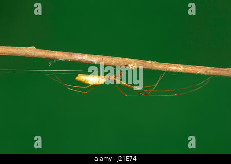 Long leg spider , Aarey Milk Colony , INDIA. Stock Photo