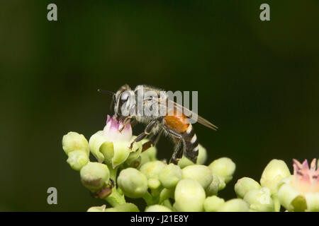 Bees, Aarey Milk Colony , INDIA. Stock Photo