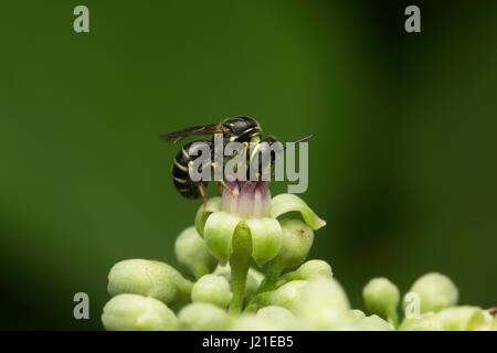 Bees, Aarey Milk Colony , INDIA. Stock Photo