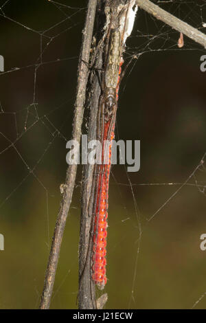 Long leg spider , Aarey Milk Colony , INDIA. Stock Photo