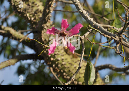 The silk floss tree flower Ceiba speciosa Stock Photo