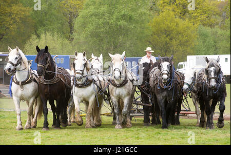 Harbridge, Ringwood, Hampshire, UK, 23rd April 2017. Ploughing with heavy horses. Demonstrations of horse handling skills, agricultural methods from a bygone age and carriage racing competitions at the Southern Counties Heavy Horse Association event. Stock Photo