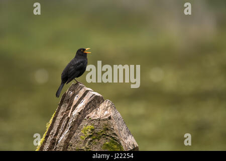 Blackbird (Turdus merula) male singing on tree. Male bird in family Turdidae, singing from high position in the evening, with beak open and tongue Stock Photo