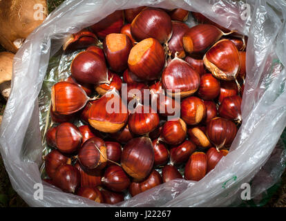 Sweet Chestnuts, freshly gathered. Stock Photo