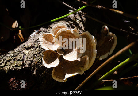 Turkey-Tail (Trametes Versicolor): reputed to have anti-tumour properties. Stock Photo