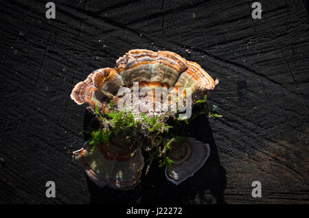 Turkey-Tail (Trametes Versicolor): reputed to have anti-tumour properties. Stock Photo