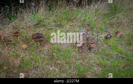 Porcini (Boletus edulis: aka King Bolete). Eleven large Porcini growing around a single tree. Stock Photo