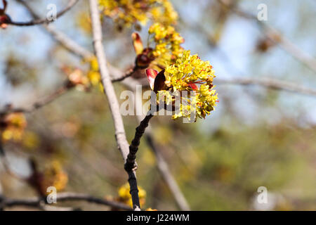 early signs of spring.  maple tree bursts into yellowish flowers on a warm spring day. Stock Photo