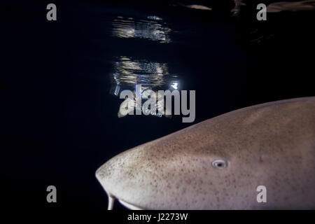 Underwater photographer shooting Tawny nurse sharks (Nebrius ferrugineus) swim in the night, Indian Ocean, Maldives Stock Photo