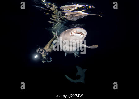 Underwater photographer shooting Tawny nurse sharks (Nebrius ferrugineus) swim in the night, Indian Ocean, Maldives Stock Photo