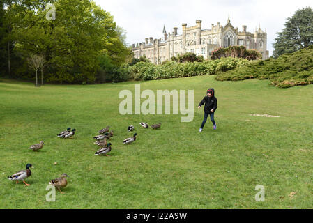 Boy feeding ducks in park, ducks following boy, Sheffield Park, Sussex, England Stock Photo