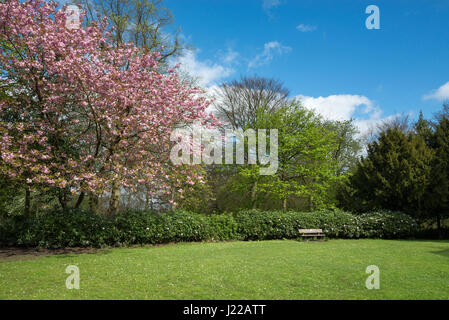 Manchester, Greater Manchester, England. Cherry blossom outside ...