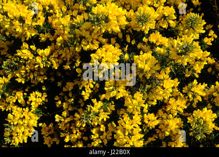 Gorse bush in bloom Stock Photo