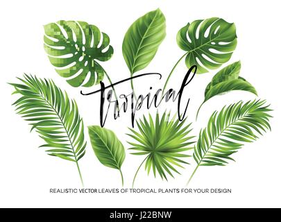 Tropical palm leaves set isolated on white background. Vector illustration Stock Vector