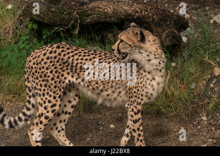 Cheetah looking behind itself Stock Photo
