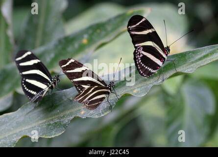 Three Zebra Longwings or Zebra Heliconian butterflies (Heliconius charithonia) posing on a leaf Stock Photo
