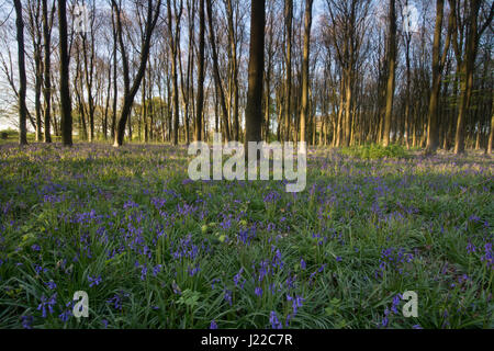 Bluebell wood in warm evening light Stock Photo