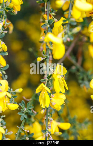 Bright yellow spring flowering broom bush blooming as an ornamental shrub in a garden in Surrey, south-east England in springtime Stock Photo