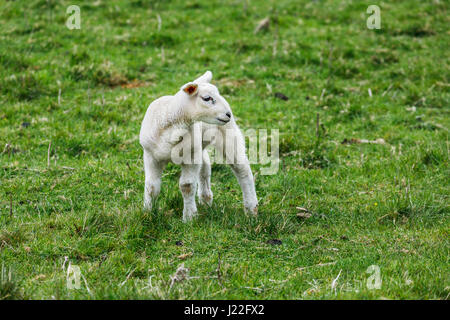Livestock farming industry in the UK, lambing season: cute white spring lamb standing in a field in rural Gloucestershire, south-west England Stock Photo