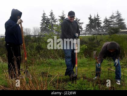 170419-N-WX604-173 EVERETT, Wash. (April 19, 2017) Sailors assigned to Naval Station Everett remove wild blackberries at Union Slough to make room for native plants during an Earth Day event. Union Slough is part of the Port of Everett environmental restoration project where Sailors and Department of the Navy civilians teamed up with Earth Corps to protect the environment. (U.S. Navy photo by Mass Communication Specialist 3rd Class Joseph Montemarano/Released) Stock Photo