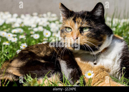 Three colored cat laying in a daisy flower field enjoying the warm sun. Stock Photo