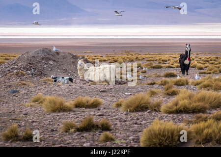 Llamas in Bolivean altiplano - Potosi Department, Bolivia Stock Photo