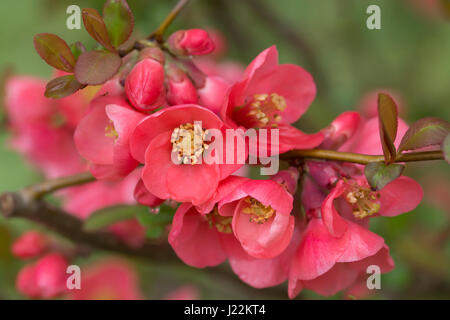 Flowers of the Chaenomeles speciosa, also called chinese quince. - Blüten der Chinesischen Zierquitte (Chaenomeles speciosa) Stock Photo