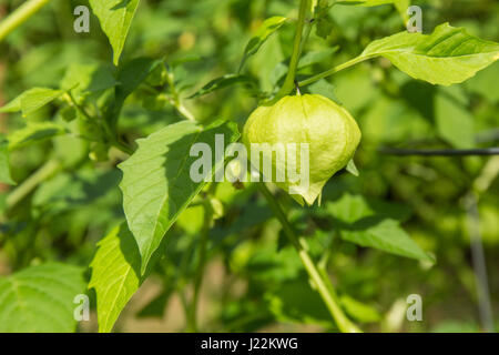 Tomatillo plant growing in a garden in Issaquah, Washington, USA Stock Photo