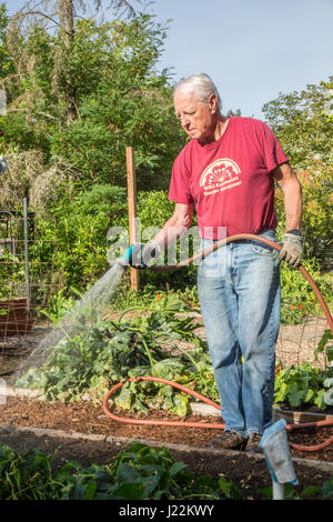 Male master gardener watering raised bed gardening plots in a community garden in Issaquah, Washington, USA Stock Photo