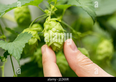 Close-up of hops cones in Issaquah, Washington, USA.  Hops are the female flowers (seed cones, strobiles) of the hop species Humulus lupulus; as a mai Stock Photo