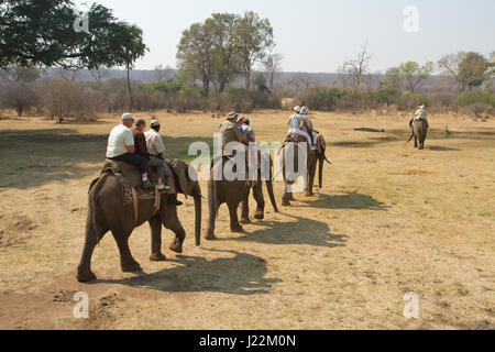 Tourists riding on four elephants near Victoria Falls, Zimbabwe, Africa Stock Photo