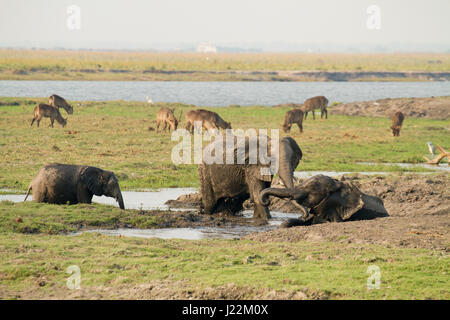 African Elephants taking mud bath, spraying themselves with mud to help protect from insects, with Waterbuck in the background, in Chobe National Park Stock Photo