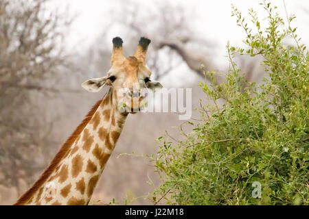 South African Giraffe head and shoulders view in Chobe National Park, Botswana, Africa Stock Photo