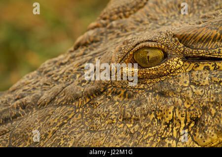 Close-up of Nile Crocodile's cheek and eye, next to the Chobe River in Chobe National Park, Botswana, Africa Stock Photo
